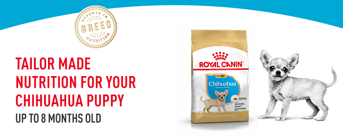 Royal canin chihuahua clearance senior