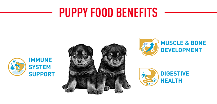 Royal canin rottweiler puppy feeding clearance guide