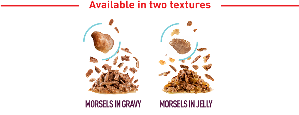 RoyalCanin_FHN_Sensory_Wet_FEEL_Jelly_LP_desktop_module_4_1.png
