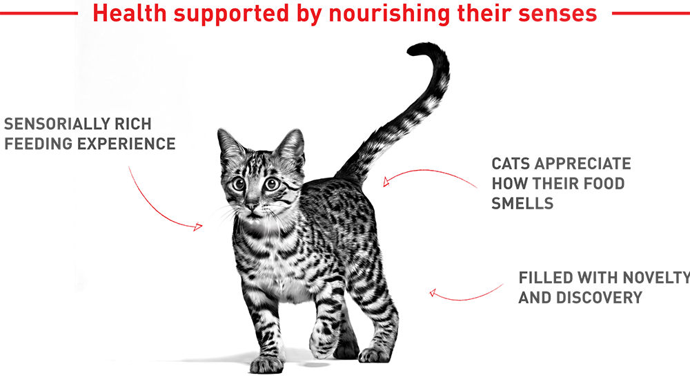 RoyalCanin_FHN_Sensory_Wet_SMELL_Jelly_LP_desktop_module_2_1.png