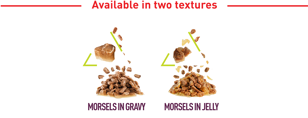 RoyalCanin_FHN_Sensory_Wet_SMELL_Jelly_LP_desktop_module_4_1.png
