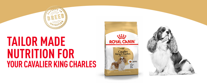 Royal canin cavalier king charles spaniel food outlet reviews