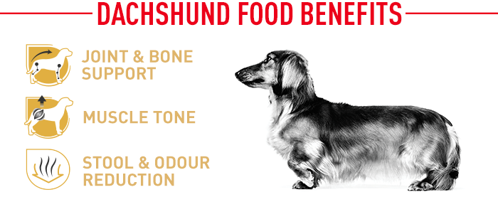 Royal canin dachshund clearance senior