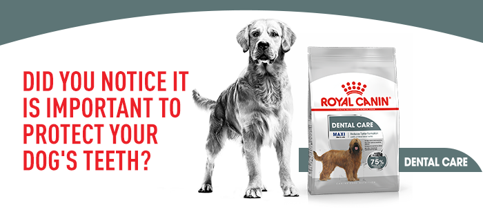 Royal Canin Dental Care Maxi