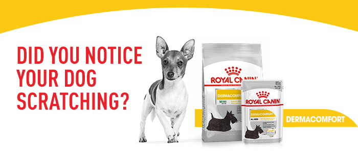 Royal canin dermacomfort outlet small dogs