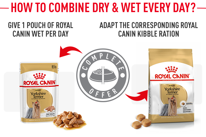 Royal canin breed health nutrition yorkshire outlet terrier adult dry dog food