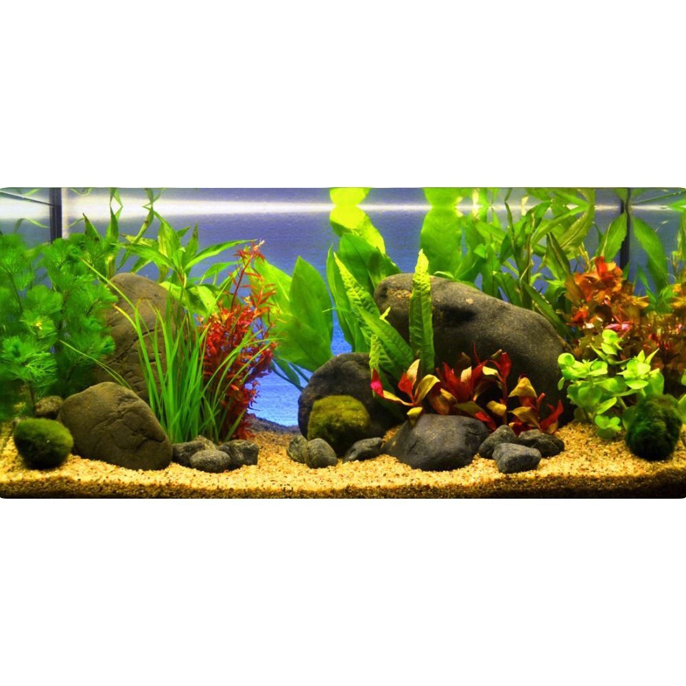Aquarienpflanzen Zooplants ´´Rote Farbkleckse´´ - 13 Pflanzen
