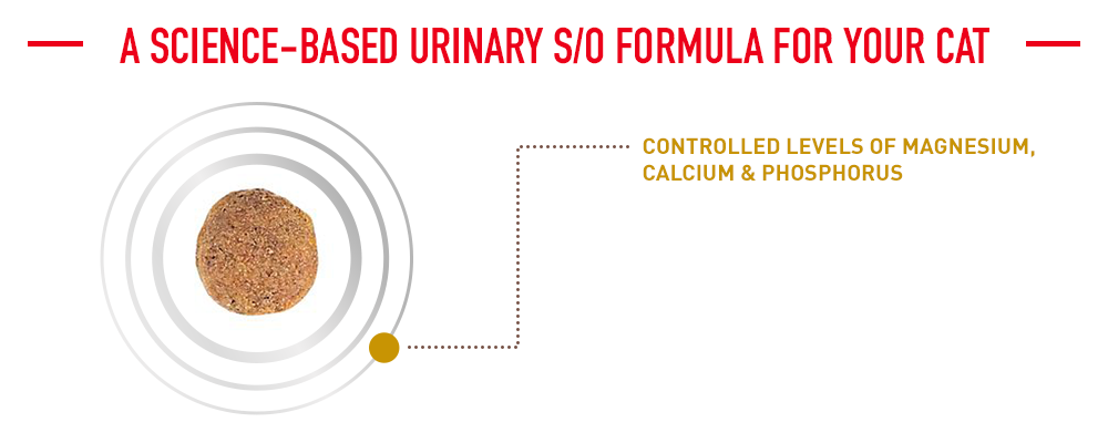 une formule urinaire s/o basée sur la science pour votre chat