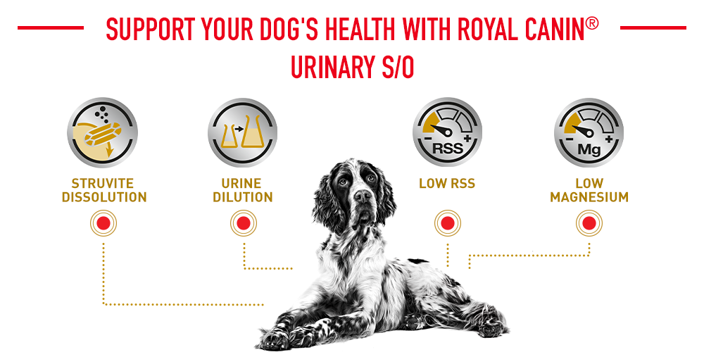 support your dog's health with Royal Canin urinary s/o