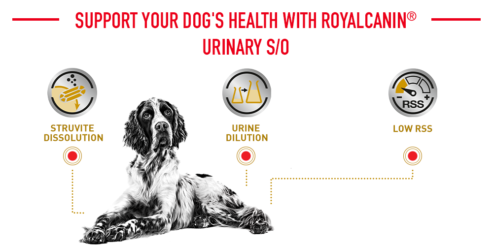 support your dog's health with royal canin urinary s/o