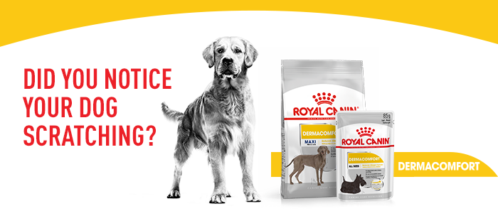 Royal canin dermacomfort clearance maxi