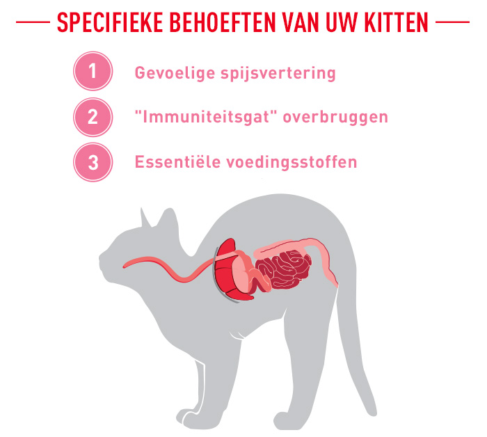 Royal Canin Mother & Babycat 2 kg voordeel goedkoop goedkoopste