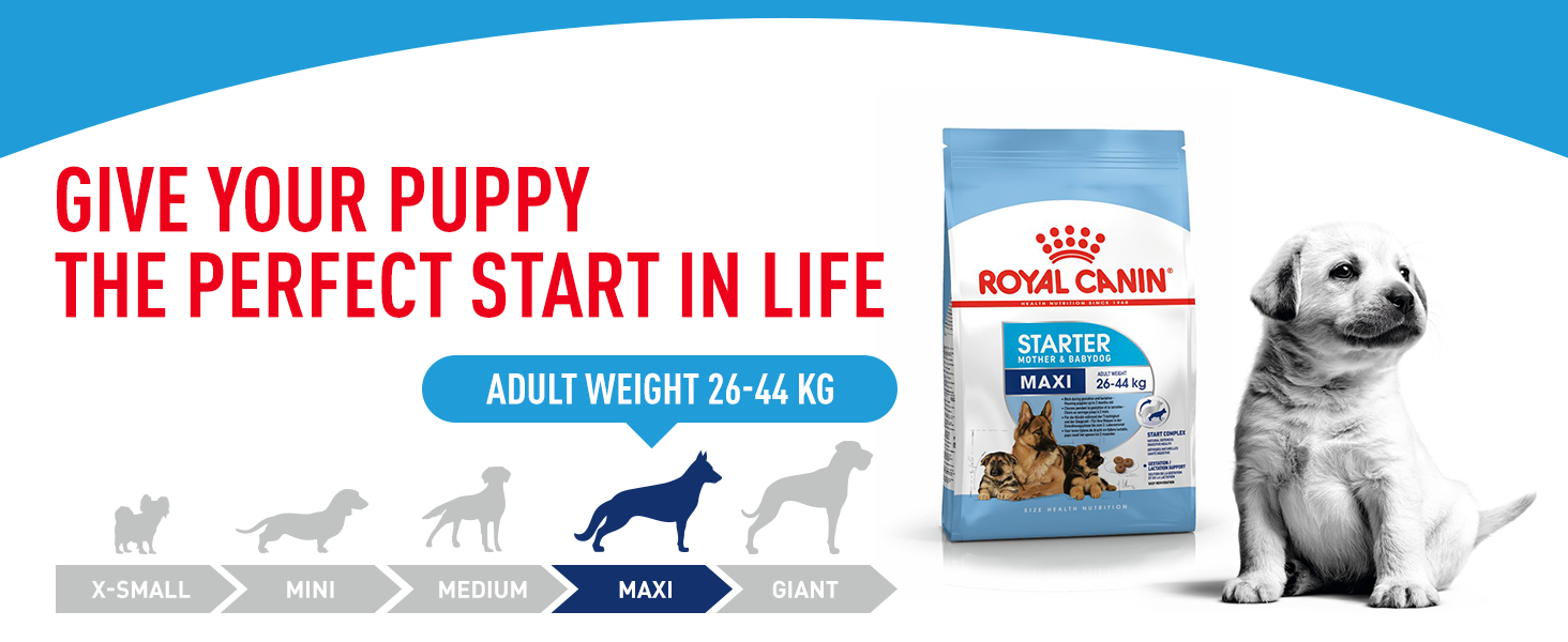 Royal Canin Maxi Starter Mother & Babydog Dry Dog Food Buy Now at zooplus