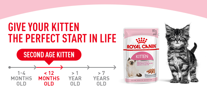 royal canin second age kitten dry food