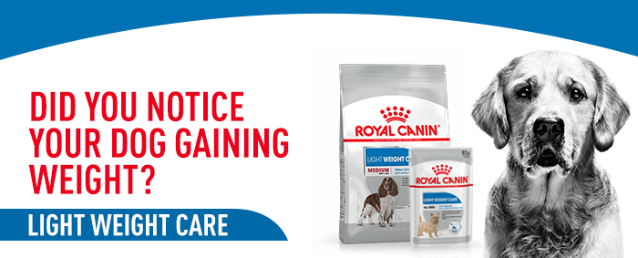 Royal canin dog food medium outlet light weight care 13kg