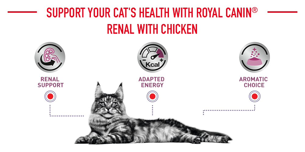 Soutenez la santé de votre chat avec Royal Canin Renal au poulet