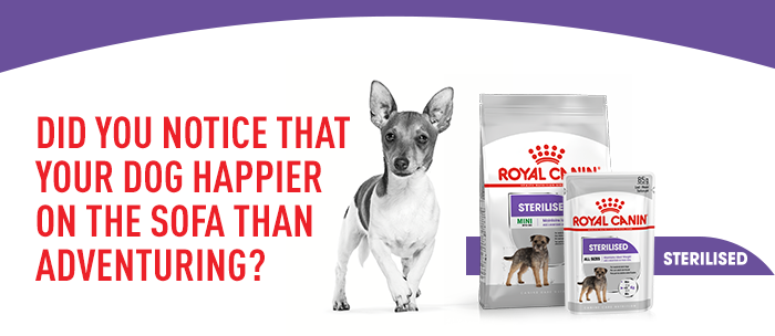 Royal canin sterilised clearance mini