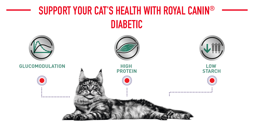 support your cat's health with Royal Canin diabetic