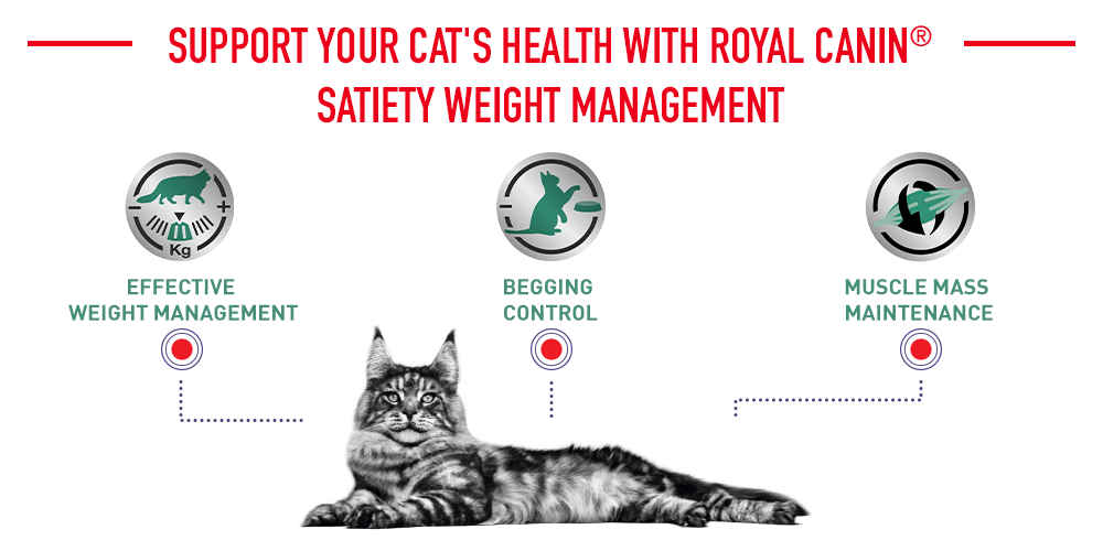 support your cat's health with Royal Canin satiety weight management