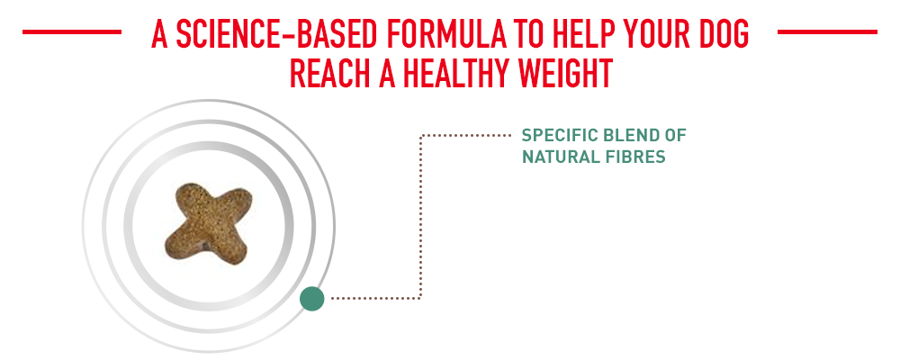 a science-based formula to help your dog reach a healthy weight