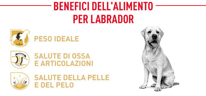 Royal Canin Labrador Retriever