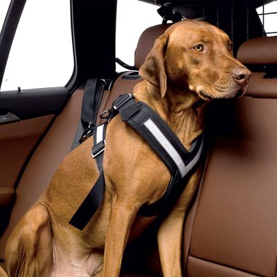 - Kleinmetall Allsafe Hunde Sicherheitsgurt Kleinmetall Allsafe Hunde Sicherheitsgurt