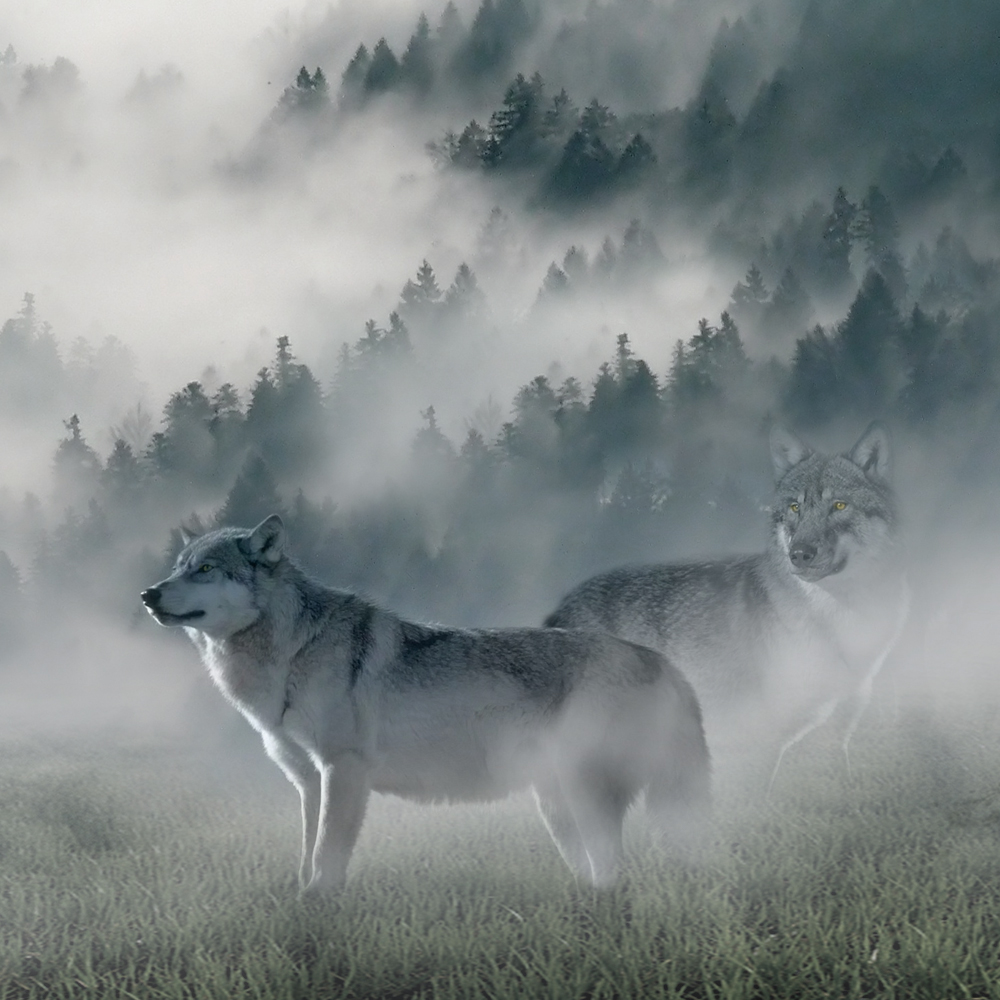 Wild bites. Волк на упаковке. Wild Wolf. Summit of the Wolf.