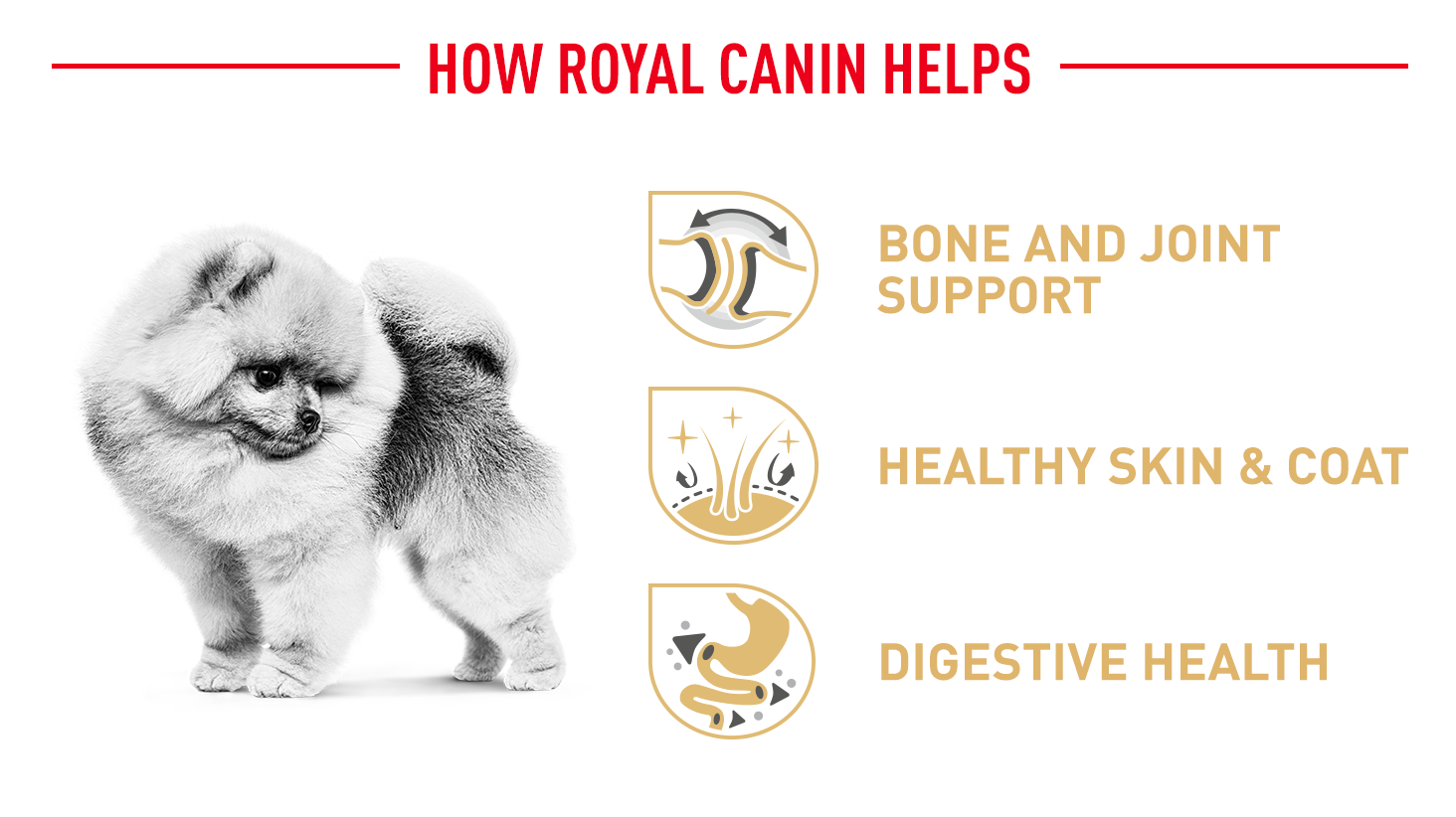 ROYAL CANIN® Raça Pomerânia