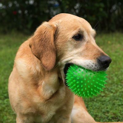 Large Spiky Ball Dog Toy | Great deals at zooplus!
